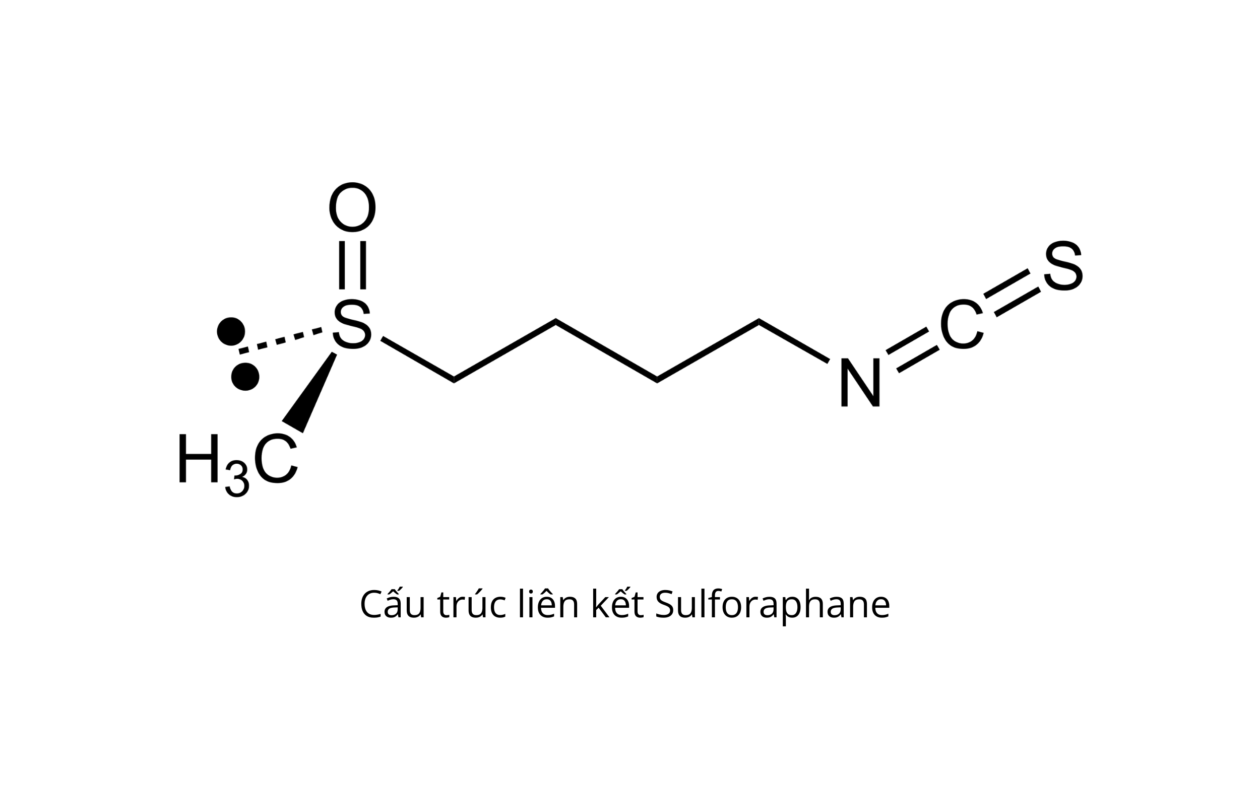 Sulforaphane là gì? Có tác dụng gì đối với cơ thể