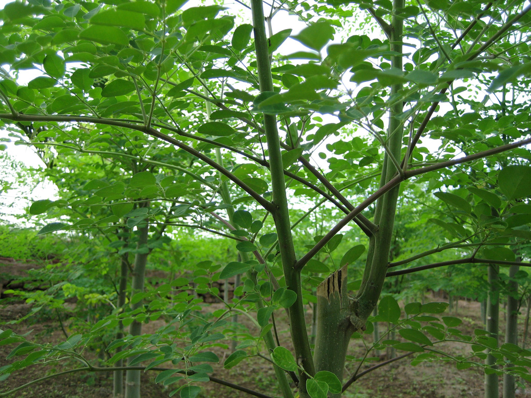 cay-chum-ngay-moringa-tree-24.jpg